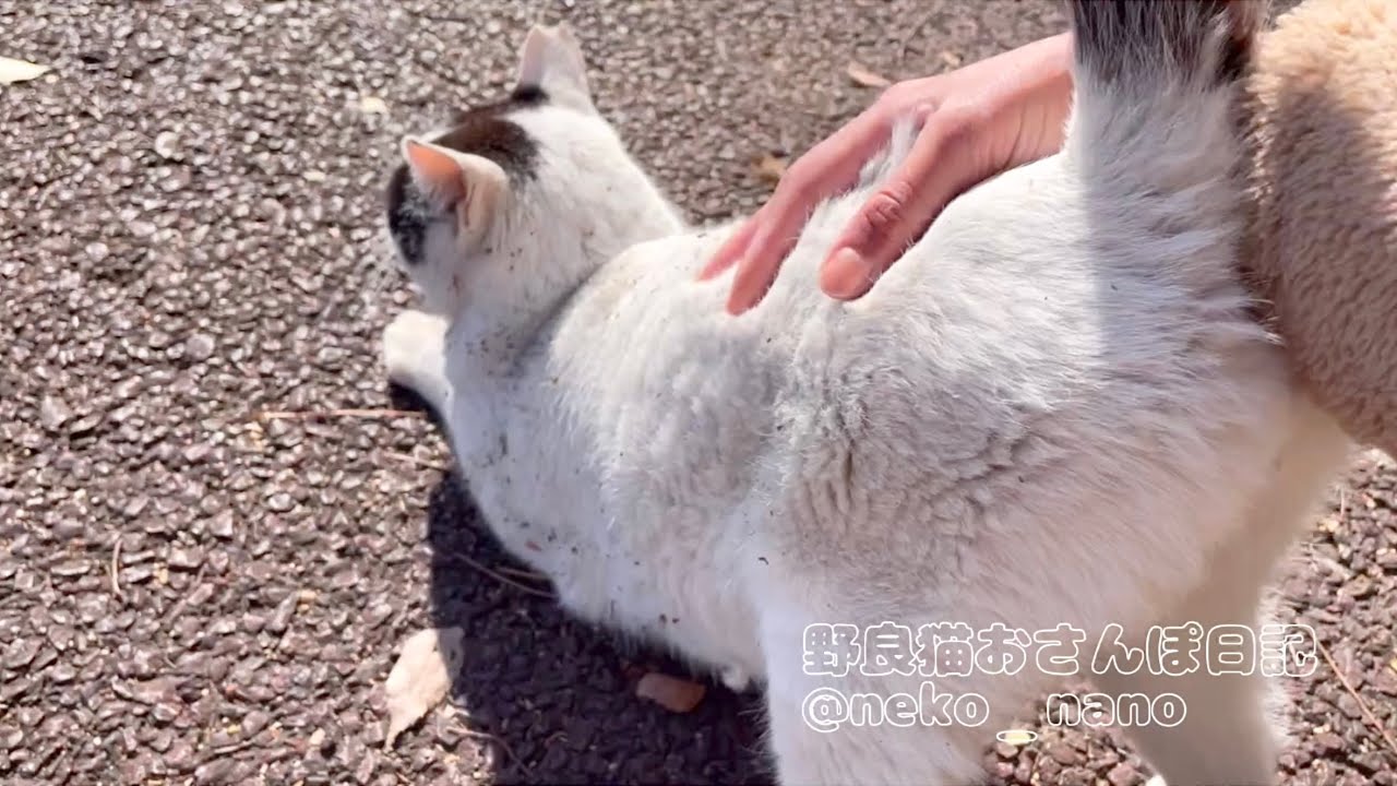 触ったら一瞬で急上昇するハチワレの腰