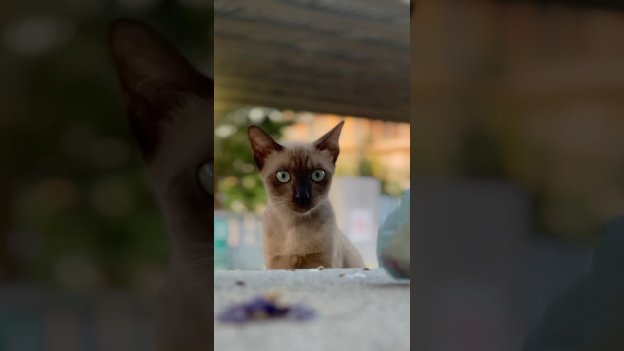 Kitten #cat #ทุกstreetมีcat