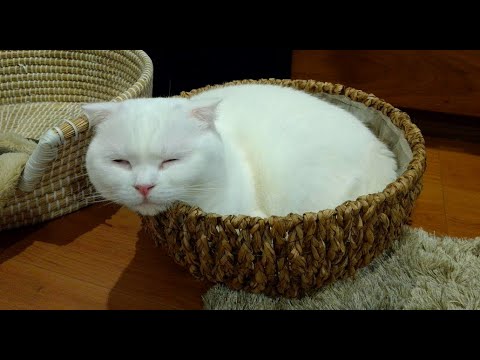 【生配信】籠に入って寝る土曜夜のくりーむ