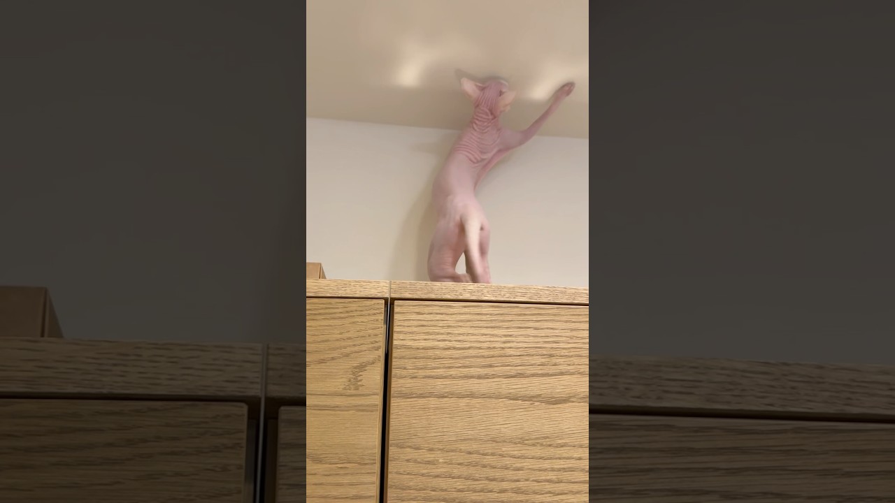 壁に映る光を追いかける毛のない猫【スフィンクス】
