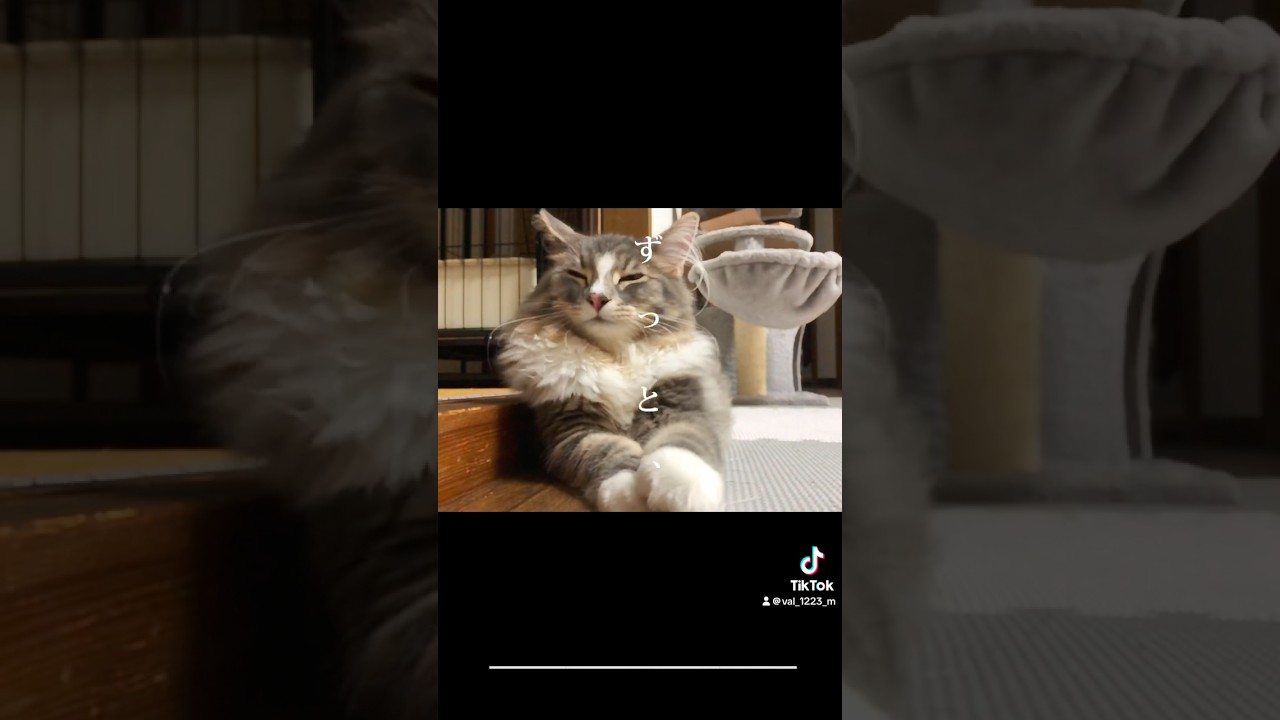 好きです #ノルウェージャンフォレストキャット #猫のいる暮らし #cat #ねこ