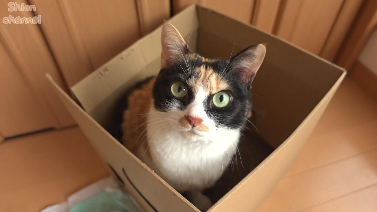 久々に猫から呼び出されたので行ってみると… ＆ ツッコミどころ満載OJIZAP