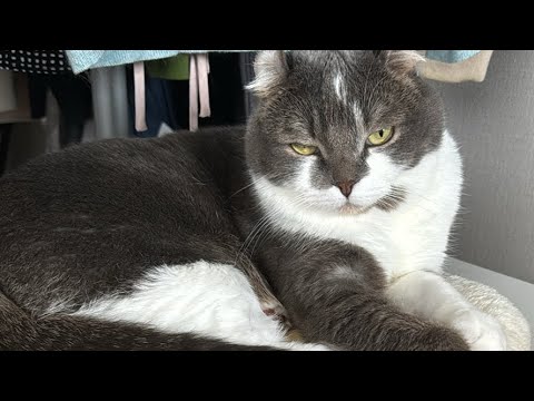 Saturday Cat Tapi 土曜のたぴさん
