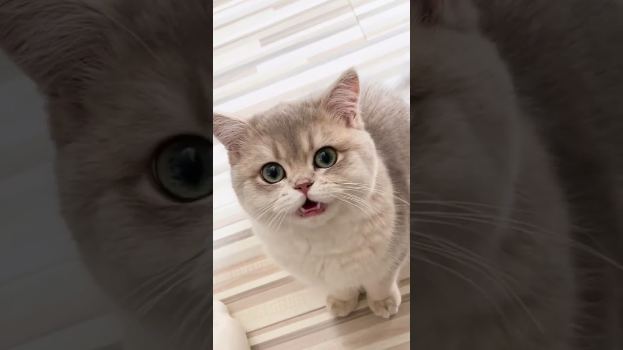 The Sweetest Meow on Earth!—One meow and you’re completely under its spell!😍😍😍