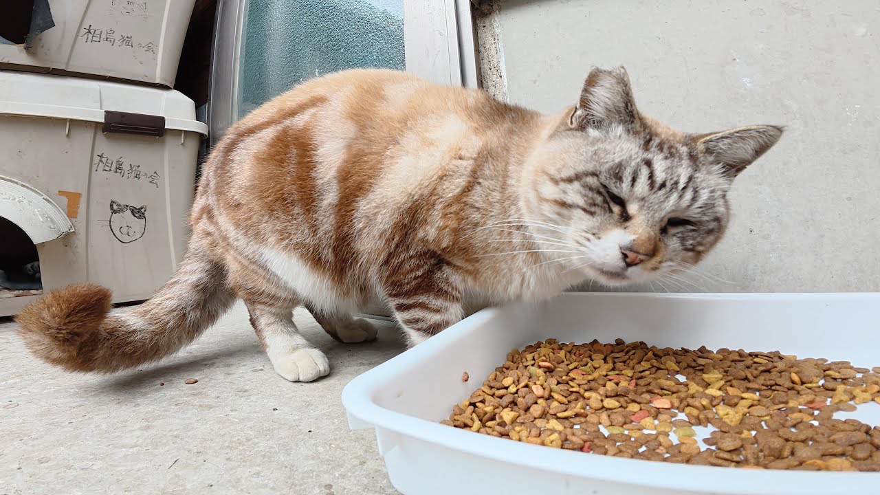 心優しいうずまきシャム猫が先輩猫達に食事の順番を譲る