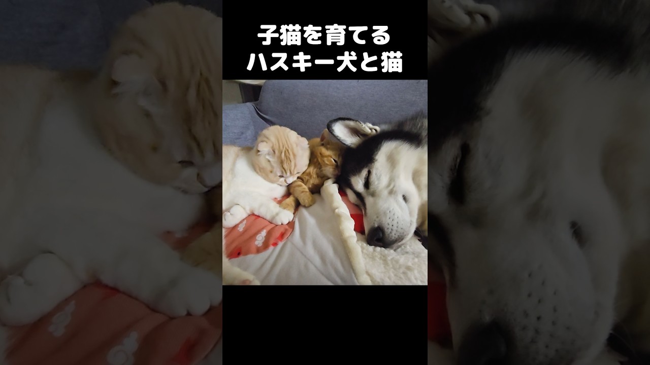 子猫を育てるハスキー犬と猫がこちら...