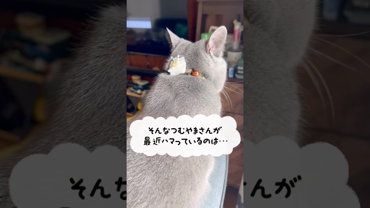 横を駆けるつむやま〜【シャルトリューつむやまの春のギリギリ日記】 #ねこ #ネコ #シャルトリュー #cat #猫のいる暮らし #chartreux #猫好きさんと繋がりたい