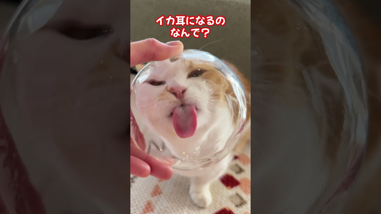おやつタイム【短足マンチカン】