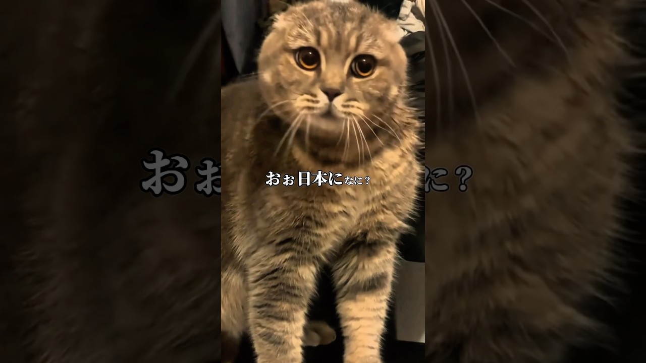 日本大好きネコ【喋るネコ】