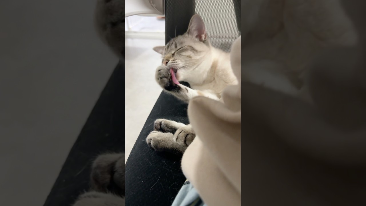 後ろにねこがいます　#シャムトラ #元保護猫 #シャムミックス  #cat #猫耳 #kitten  #猫耳 #siamesemix