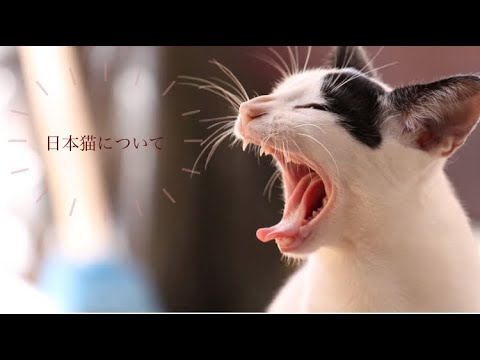 【日本猫について】ペット快適化住環境　愛犬家住宅　ペットリフォームならセラフ榎本　埼玉県　群馬県　千葉県　神奈川県　東京都