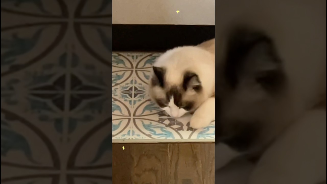 呼ぶとすぐ来る巨大猫　#猫  #cat  #ラグドール