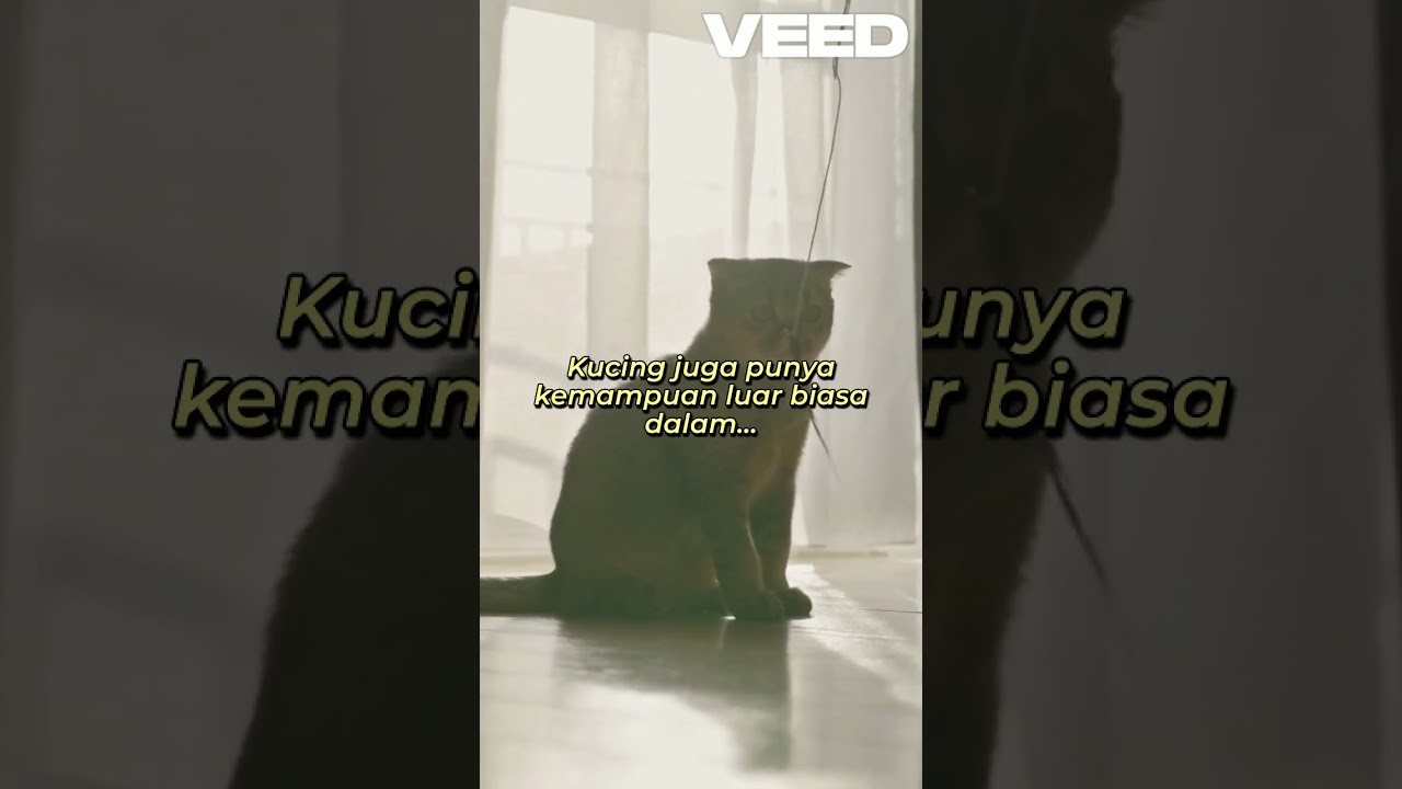 Kucing Menghabiskan 2/3 Hidupnya Untuk Tidur #faktaunik #beritaterkini #kucing #kucinglucu