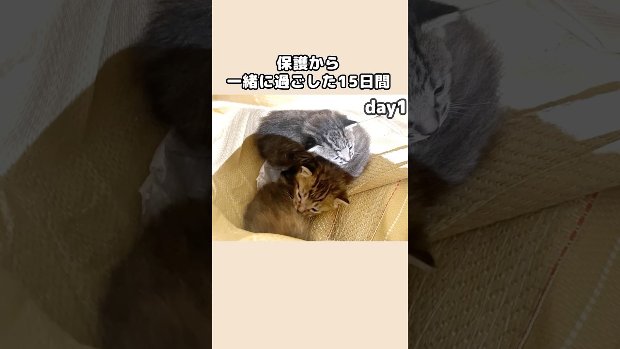 保護した子猫と過ごした15日間#shorts  #保護 #保護猫 #猫  #子猫