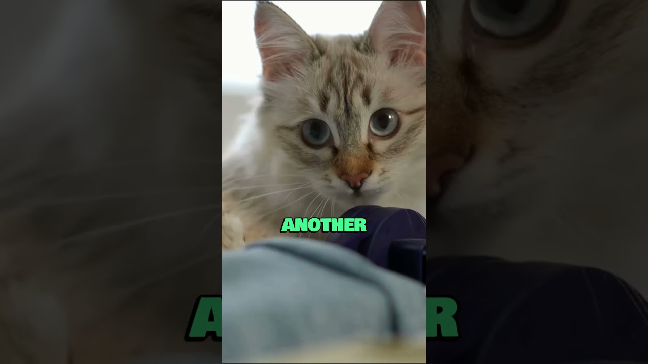 This Cat’s Reaction Will Shock You! 🐱😆 #FunnyPets #UnexpectedTwist