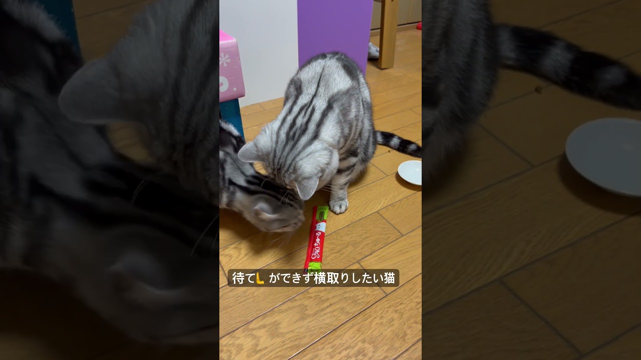 待て🫷ができる猫とできない猫。#アメショ#アメリカンショートヘア#猫のいる生活#猫のいる暮らし#cat#cats
