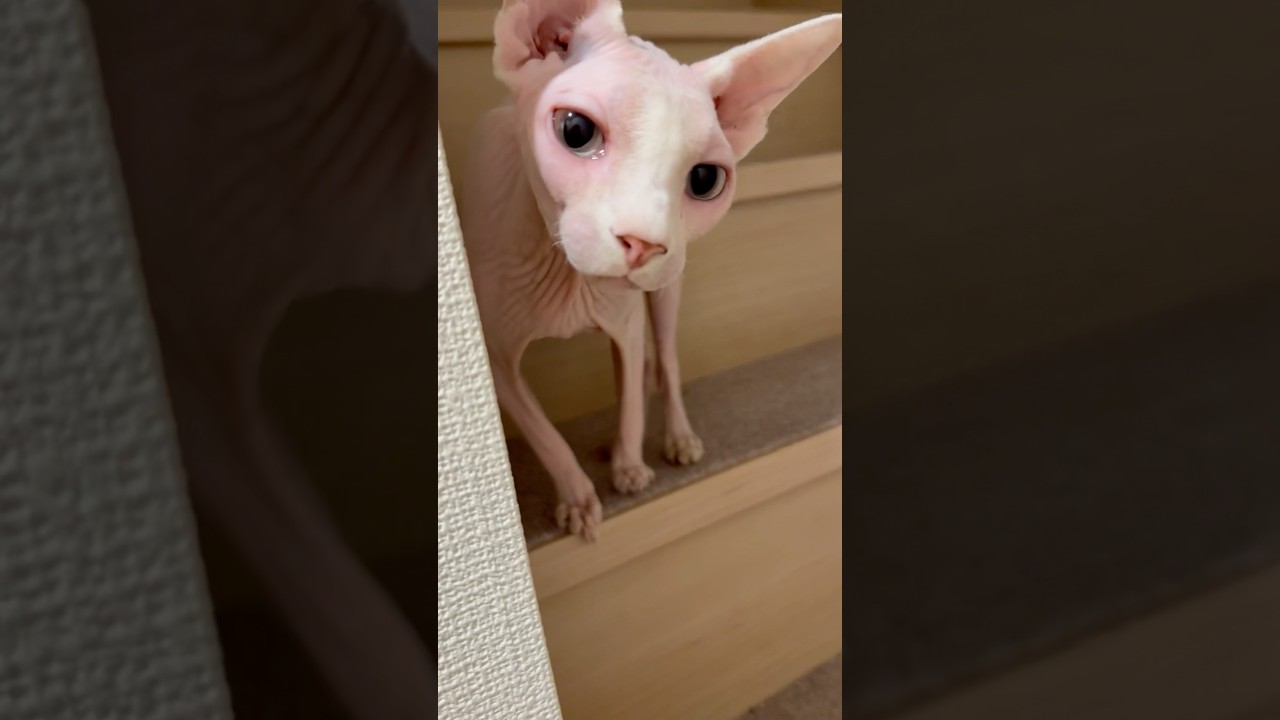 階段を駆け上る毛のない猫【スフィンクス】