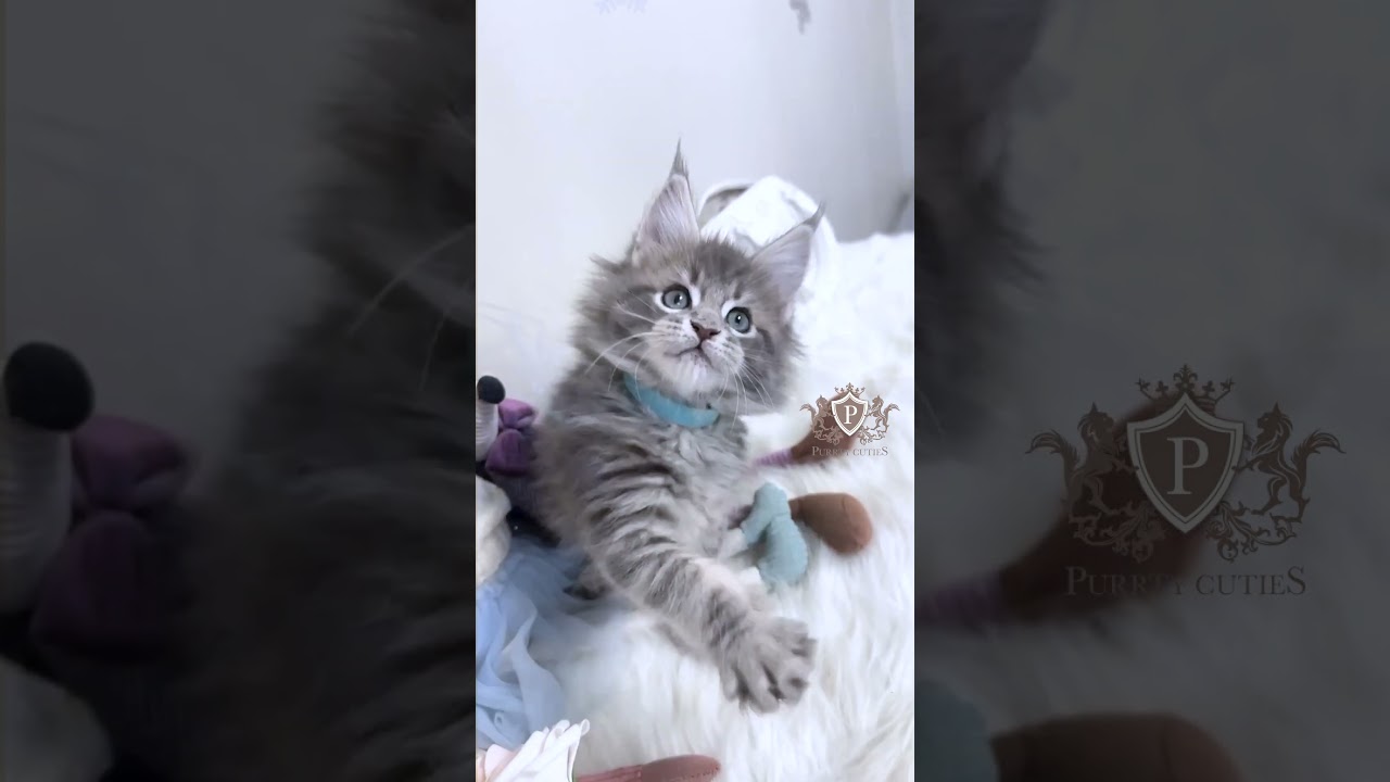 🩵Maine Coon blue tabby kitten "Bailey"🩵 #mainecoon #catloversnyc