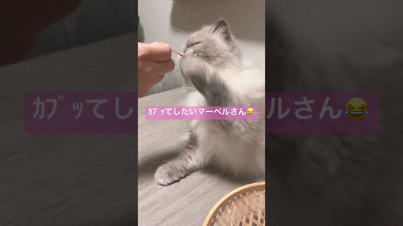 パパにあそばれてるヒマラヤンのマーベル🐈🐾 #shorts #猫のいる暮らし #マーベル #cat