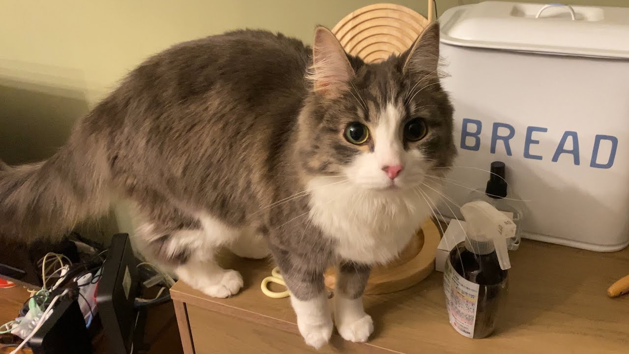 遊んで欲しい時は自分でおもちゃ準備する賢い猫