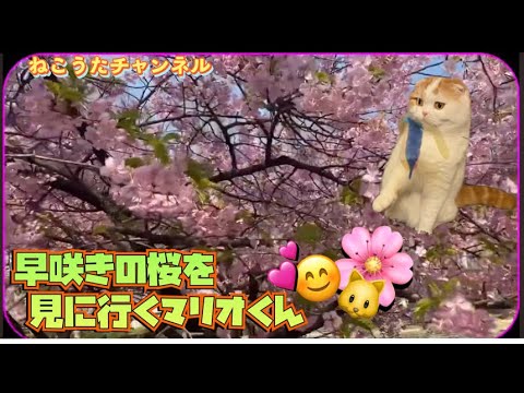 早咲きの桜🌸を、見に行った､スコティッシュねこ🐱の、マリオ君❤️