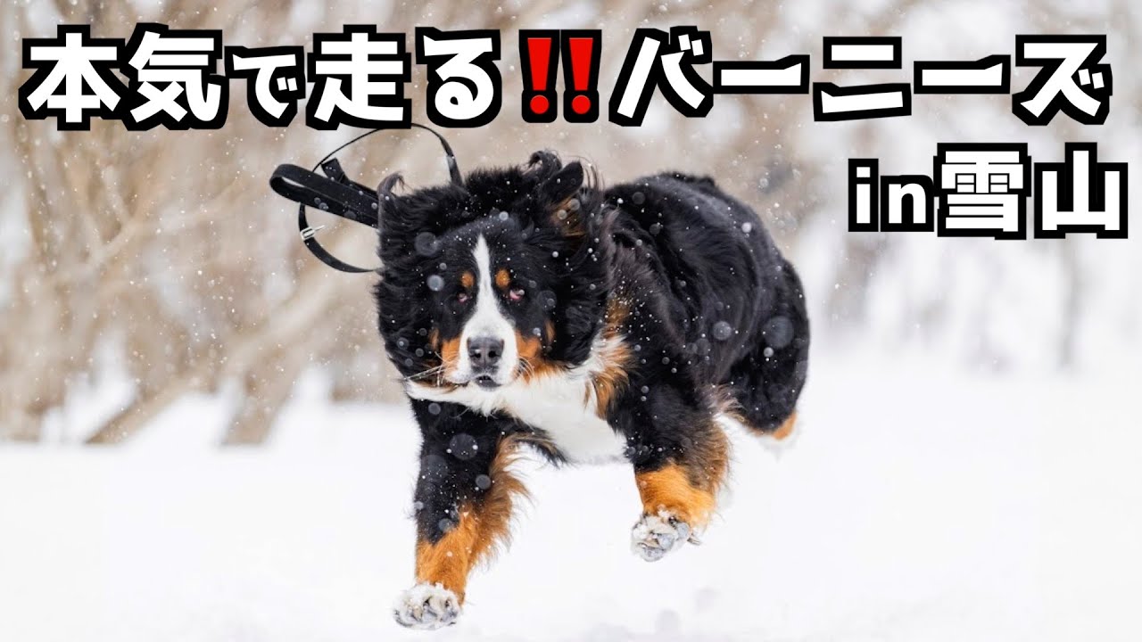 雪に大興奮‼️バーニーズと那須高原スノーシューツアー🐾