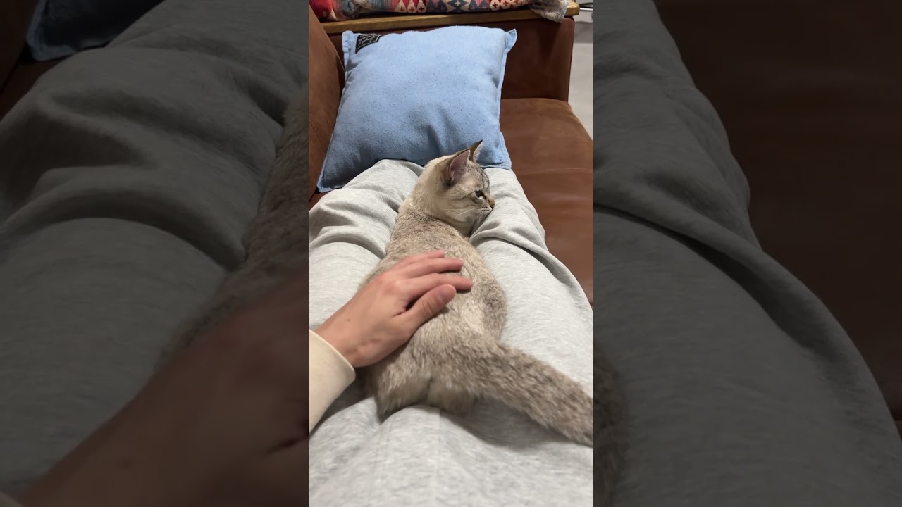 すっぽり収まるねこ　#シャムトラ #元保護猫 #シャムミックス  #cat #猫耳 #kitten  #猫耳 #siamesemix