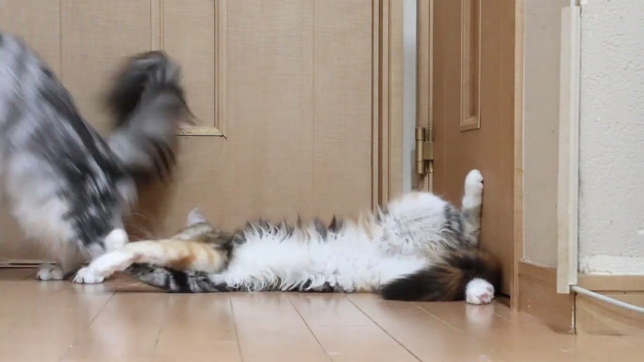 ゲンゲン元気なメインクーン子猫つばきちゃん