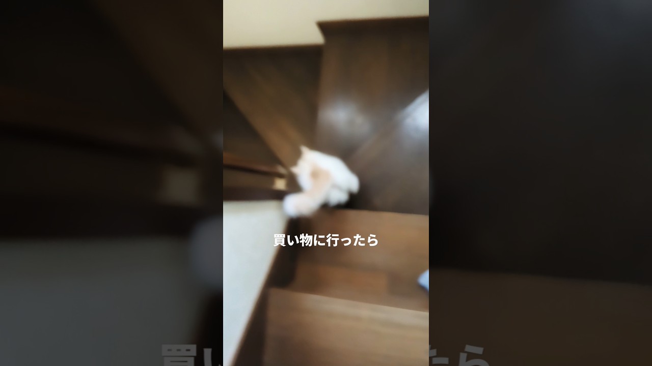 【スコティッシュフォールド】猫動画と今日の反省をご一緒に。#猫 #cat #猫のいる暮らし #スコティッシュフォールド #shorts