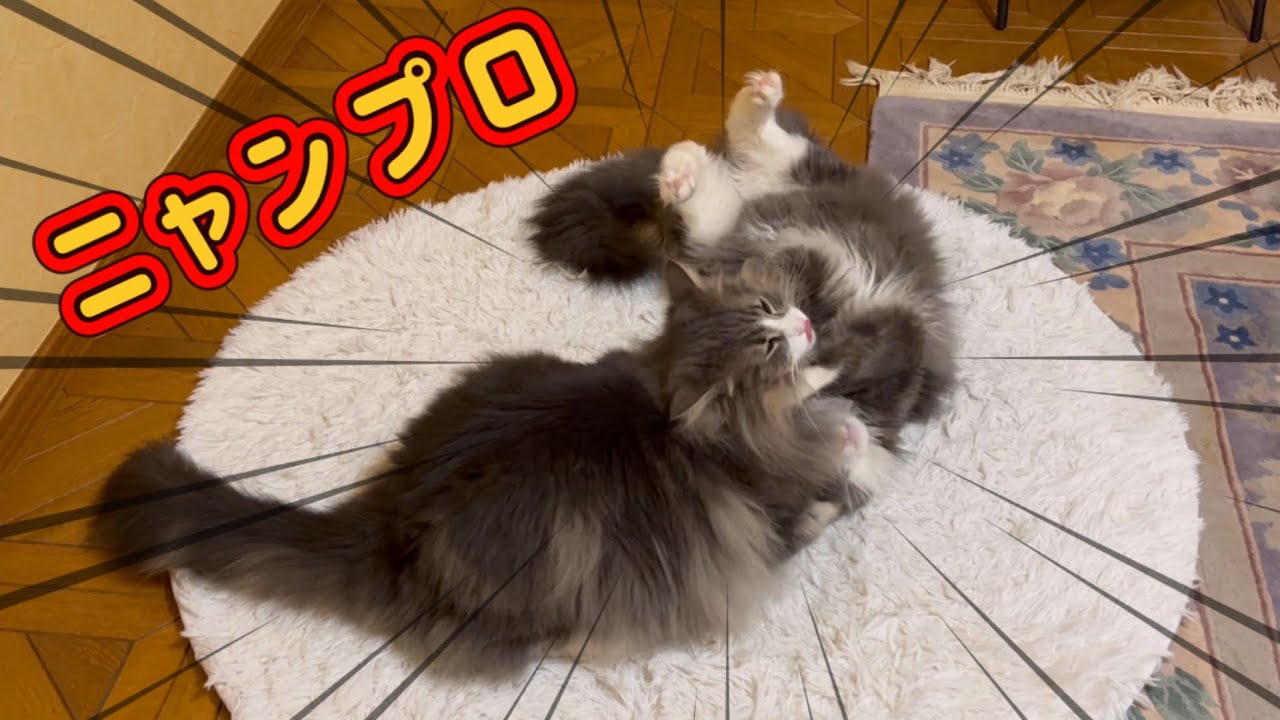 【ニャンプロ‼︎】もふ猫たちがリングを作っちゃったwwwノルウェージャンフォレストキャットとターキッシュアンゴラ♡