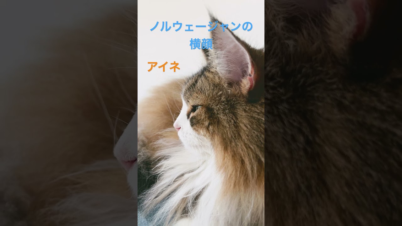 ノルウェージャンの横顔#shorts #ノルウェージャンフォレストキャット #cat #猫 #pets