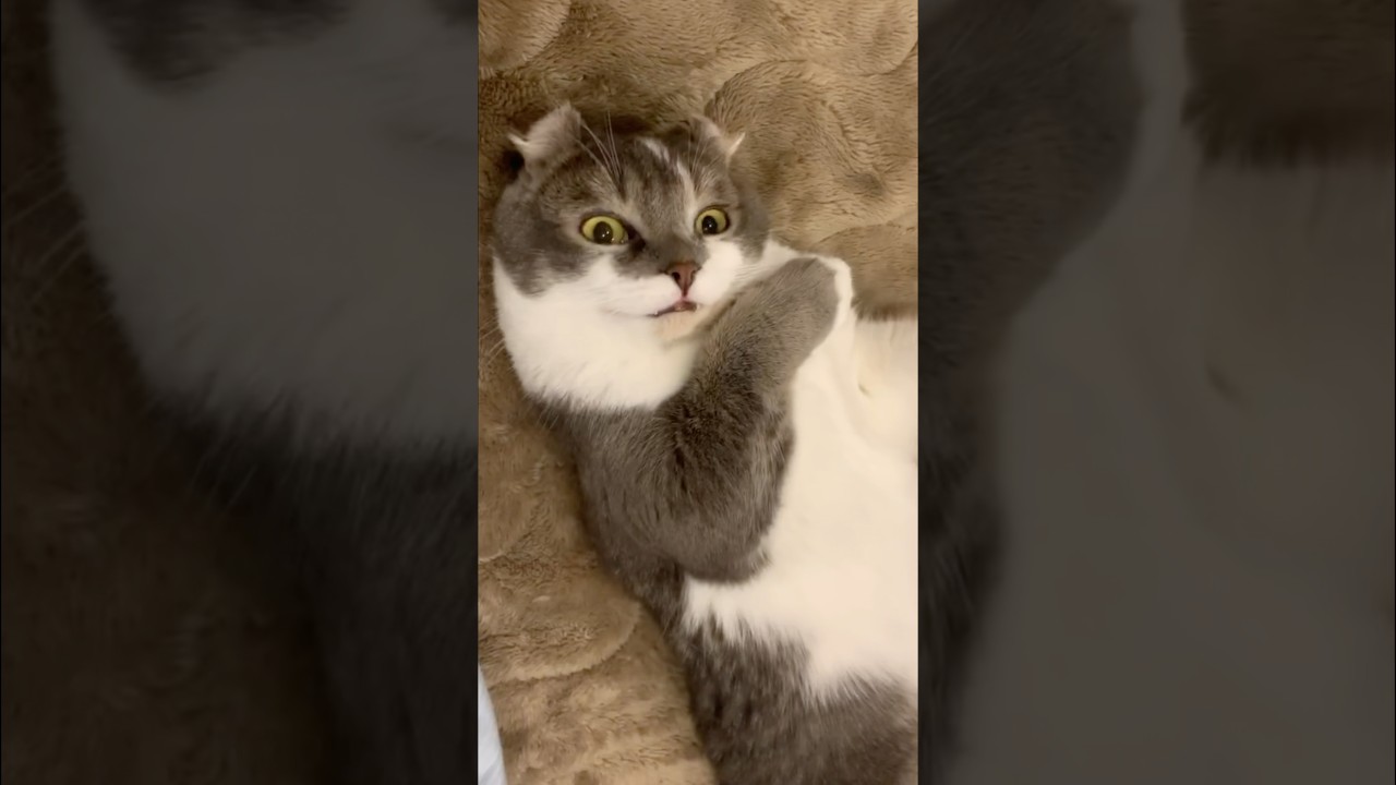 歌舞伎の女形のようなたぴ👘 #アメリカンカール #今日のたぴ2025.02.23 #猫のいる暮らし #cat #kitten