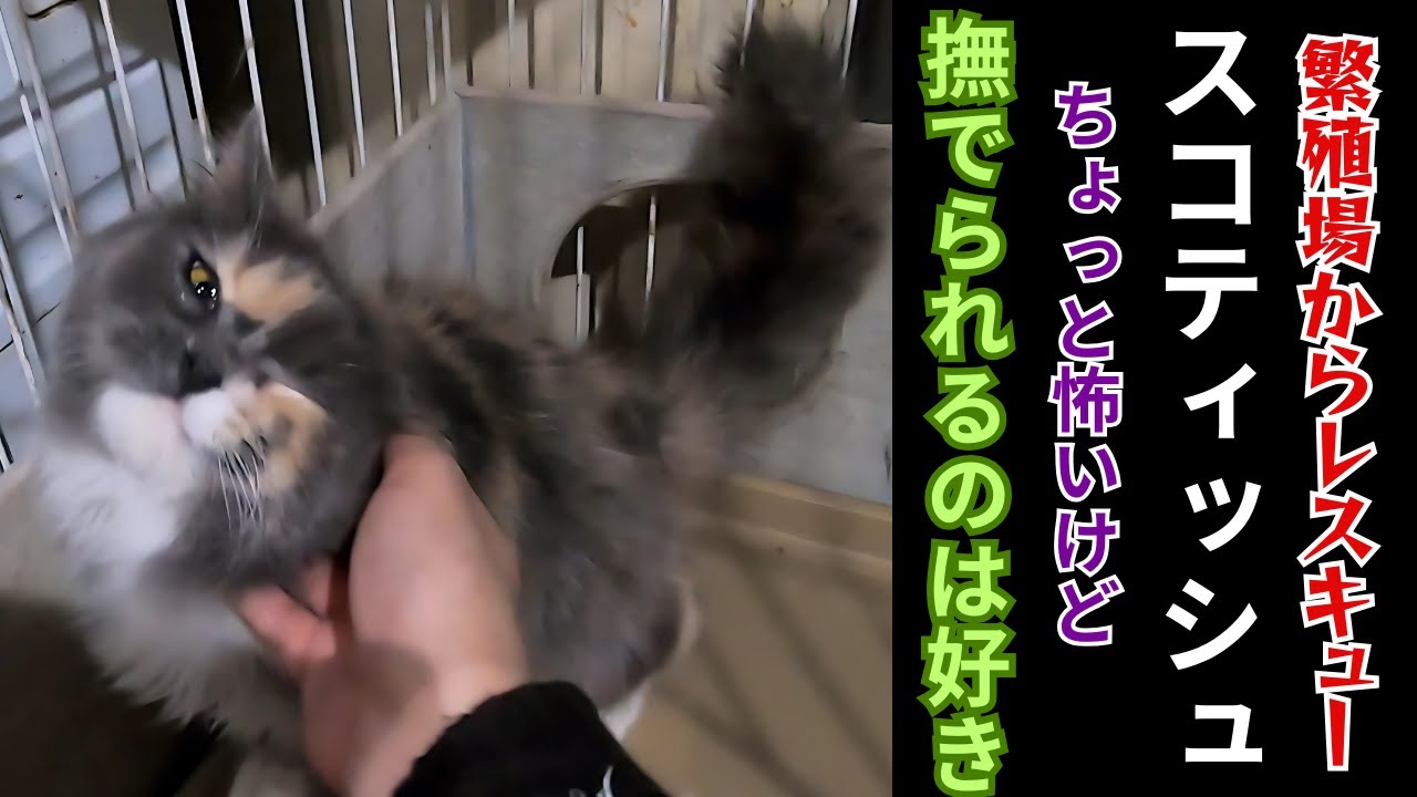 繁殖場からレスキューされたスコティッシュフォールド控えめに甘える癒しの子（保護猫カフェ猫の木）十三駅　Scottish Fold rescued from a breeding farm