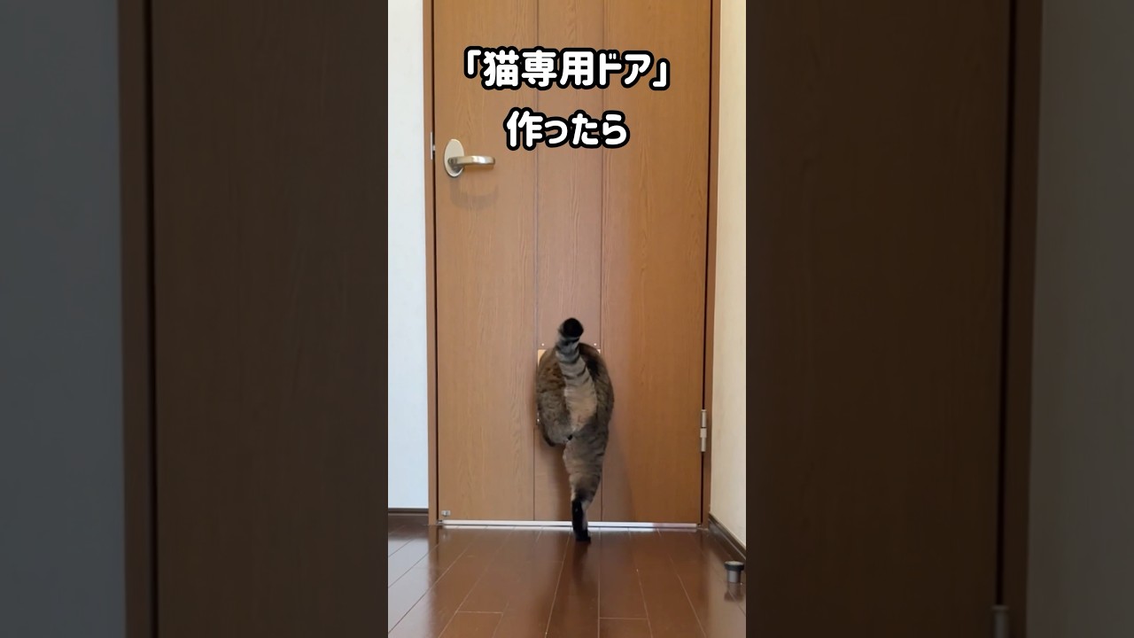 ドアに穴を開けて「猫ドア」作ったら…うしおはムニュッとミルコはひねり飛びで穴に入った👀‼️　#shorts