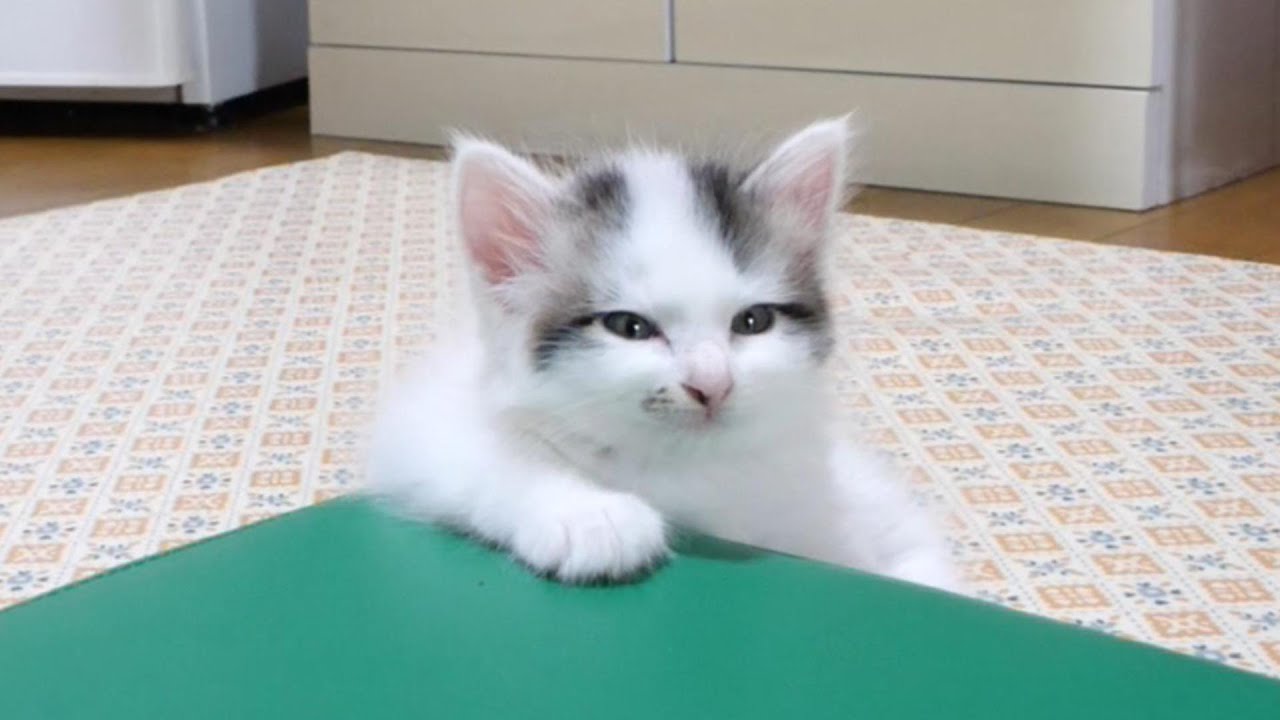 お腹いっぱいの子猫のニャーニャー隊がソファーに行く前に力尽きてしまう【赤ちゃん猫　保護猫】