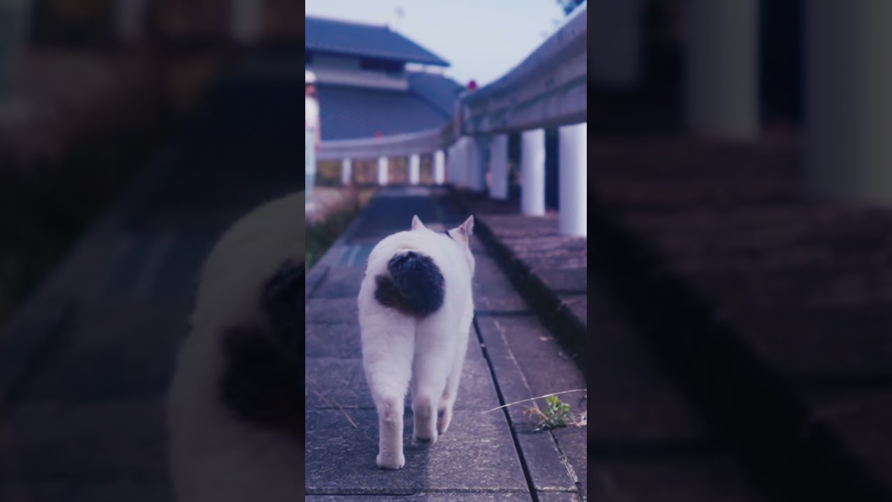ハート型ニャからって、おチリばかり見ニャいでね！#shorts #保護猫 #熱海 ＃野良猫＃ジャパニーズ・ボブテイル #散歩