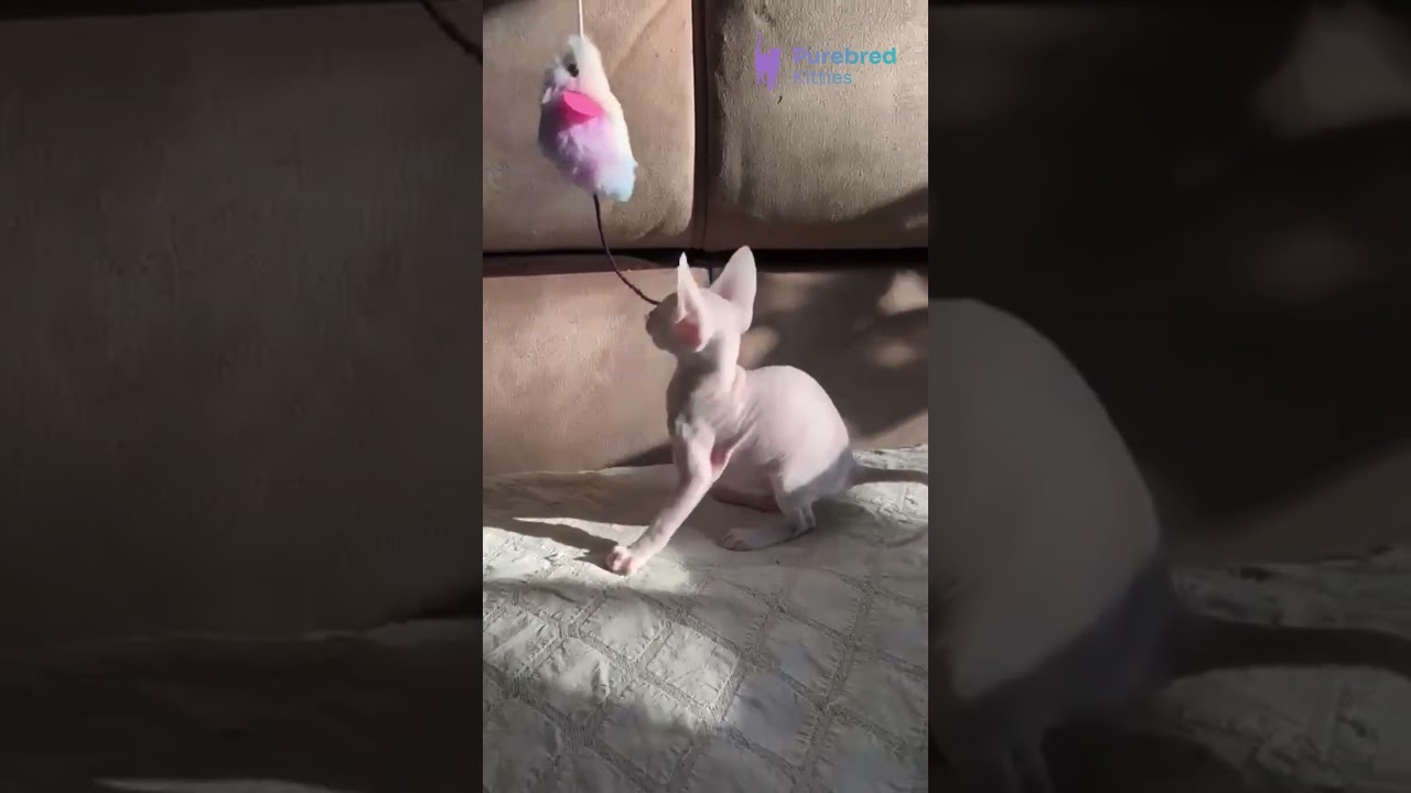 Meet Amie – The Rare White Cornish Rex Kitten with Short Curly Fur! 🤍🐾 #cornishrex  #luxurypets