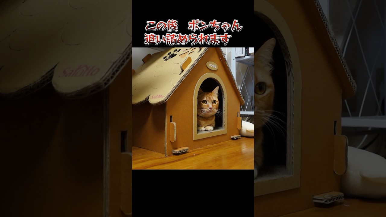 短足猫　追い詰められる？デカ猫ラガマフィンの恐怖　#catlife #短足猫 #ラガマフィン #shorts #猫のいる暮らし