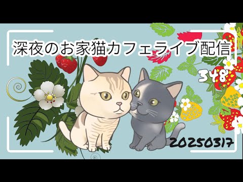深夜のお家猫カフェライブ配信 ３４８