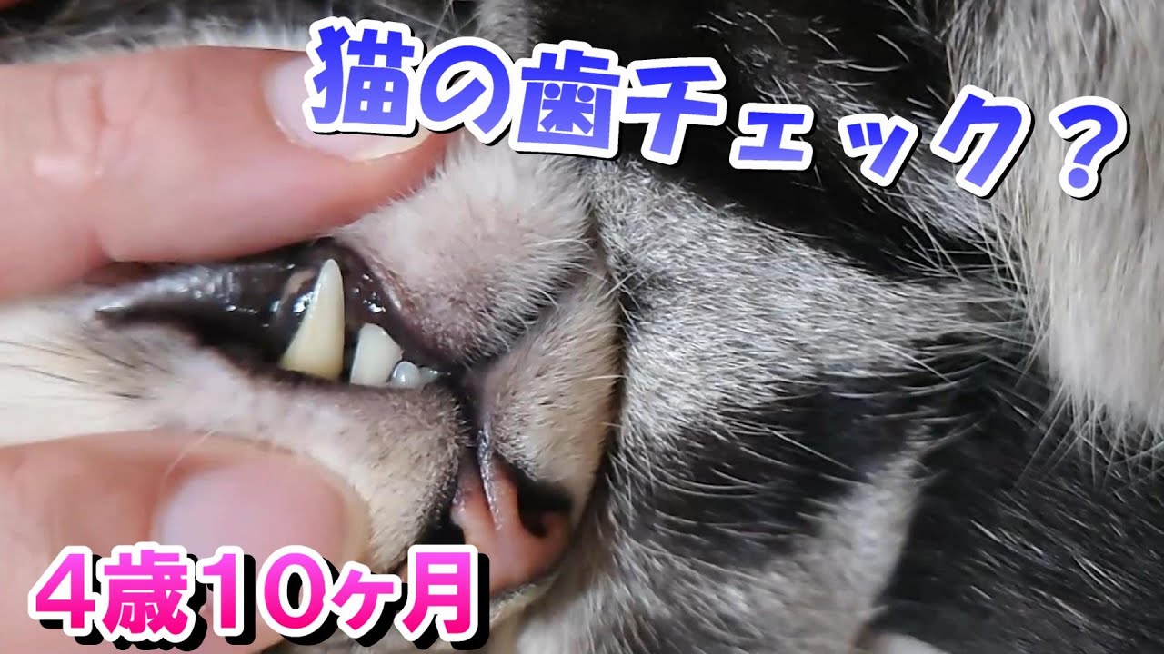 猫の歯健康チェック？４歳１０ヶ月（アメリカンショートヘア）