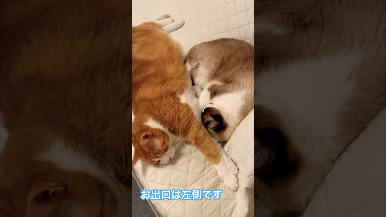 終点なのに起きない猫 #猫好きさんと繋がりたい#cat #猫のいる暮らし