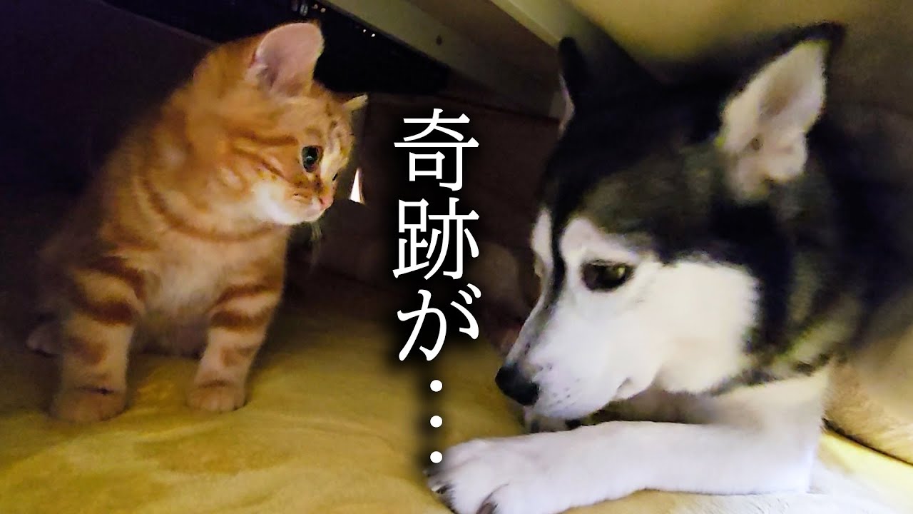 子猫とハスキー犬についにこの時がやってきた...