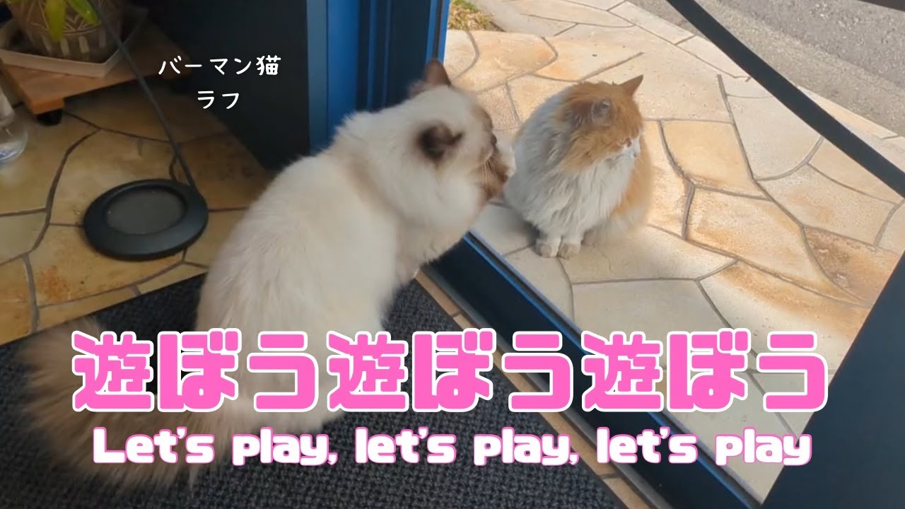 バーマン猫ラフ【遊ぼう遊ぼう遊ぼう】Let's play, let's play, let's play（バーマン猫）Birman/Cat
