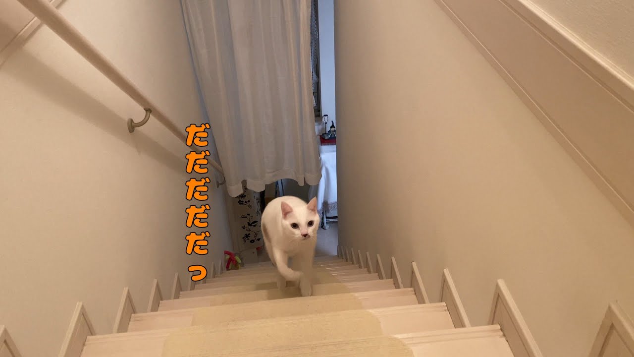 ママが名前を呼ぶと走って追いかけてくる弟猫が可愛いすぎる