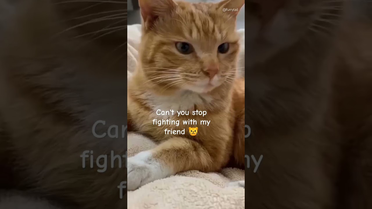 stop man #cat #shorts #reaction #funny