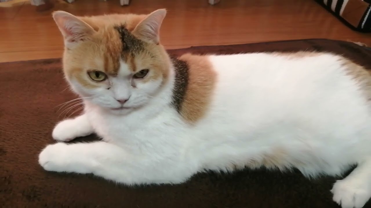 尻尾ふりふり リラックス中の猫