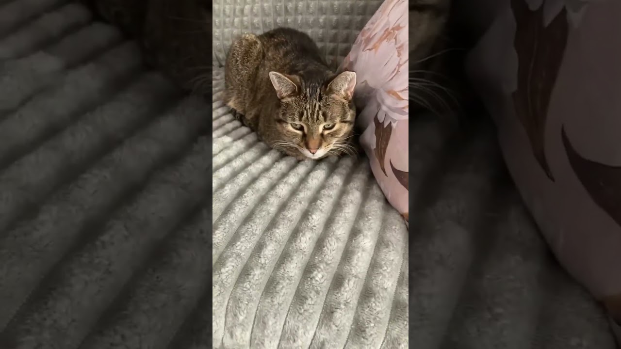 Best friend ❤️#shorts #cats #trending