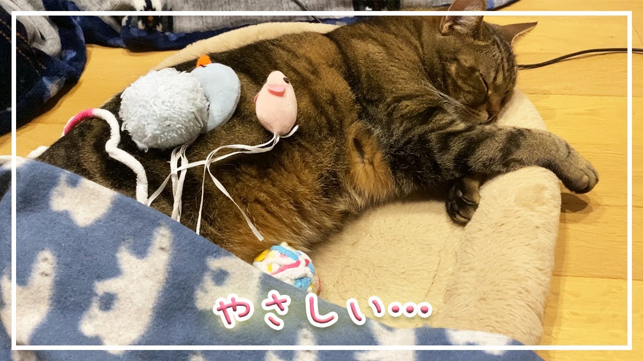 【ほっけ】イタズラしても怒らない優しい子です。笑【アメショ】#猫