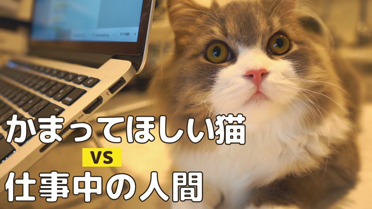 甘えん坊すぎるオス猫の末路はこちら【スコティッシュフォールド】