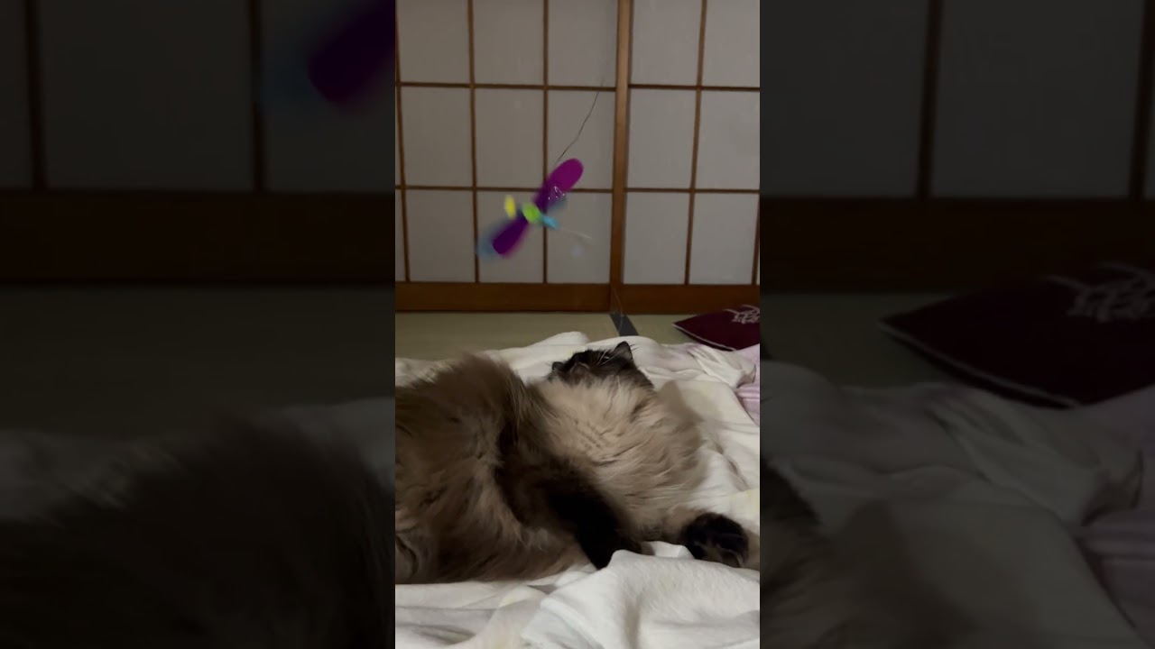 妹に遊んでもらってる猫たち#猫 #cat #ラグドール  #ヒマラヤン #shorts